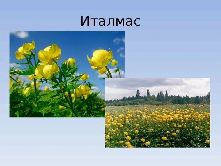 Цветок италмас символ удмуртии. Купальница италмас. Италмас купальница европейская. Растения удмуртии цветок италмас. Цветок италмас символ удмуртии.