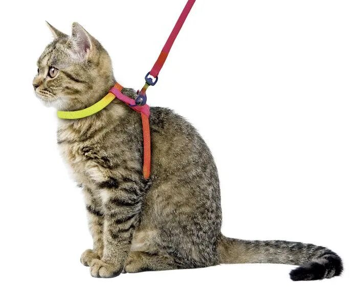 Можно ли кошкам одевать ошейник. Поводок для кошек для прогулки. Ошейник для маленьких собак. Шлейка pet hobby. Шлейка для кота.
