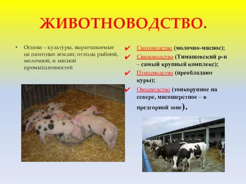 Рассказ о животноводстве. Животноводство доклад. Животноводство слайд. Презентация по теме животноводство.