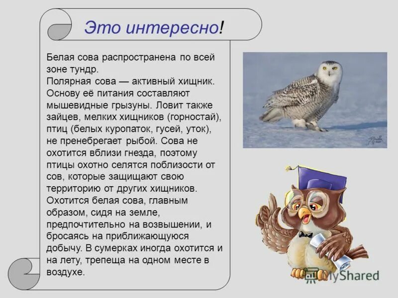 Текст про сову. Сообщение о сове. Рассказ о сове. Сова краткая информация для детей. Описание Совы.