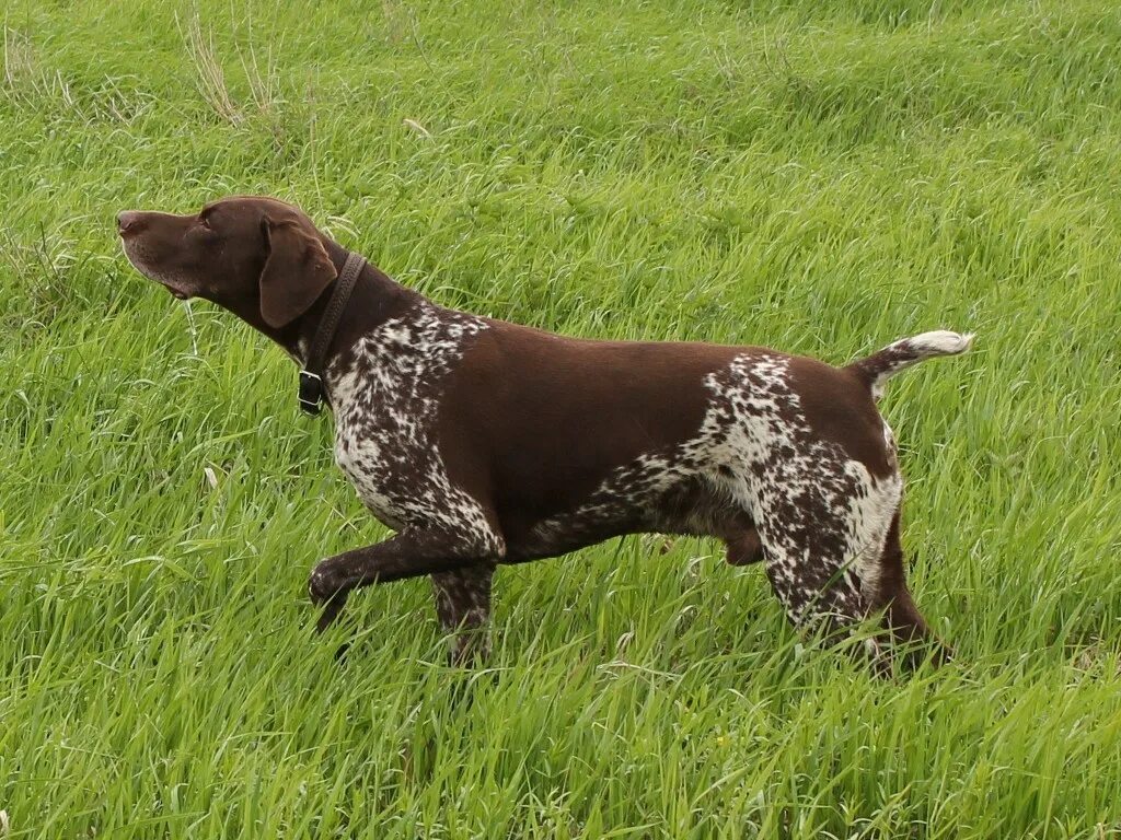 Порода дратхаар. Дратхаар и гончая. Пойнтер курцхаар дратхаар. Курцхаристый дратхаар. Курцхаар и дратхаар.