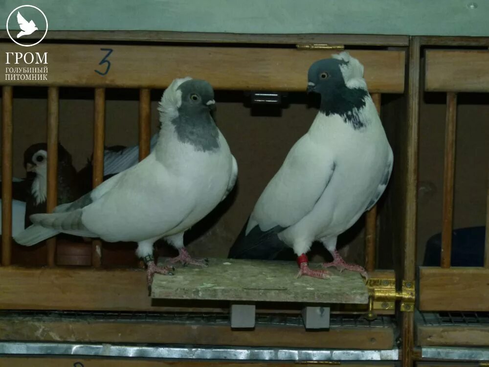 краснопегие турманы. голуби в туле. голуби туляки. калужские чеграши. тульские голуби.