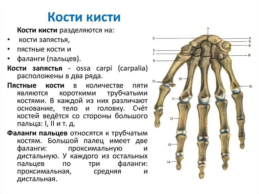 Какими костями образована вилочка. Анатомия костей пясти. Кости запястья пясти и пальцев анатомия. Кости пясти анатомия человека. Строение пястных костей кисти.