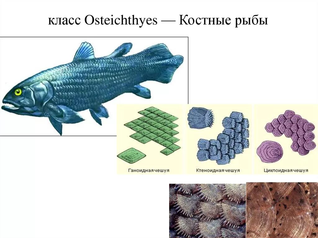 Костные рыбы. Клонирование костных рыб. Чешуя костных рыб. Ганоидная чешуя. 3 примера костных рыб