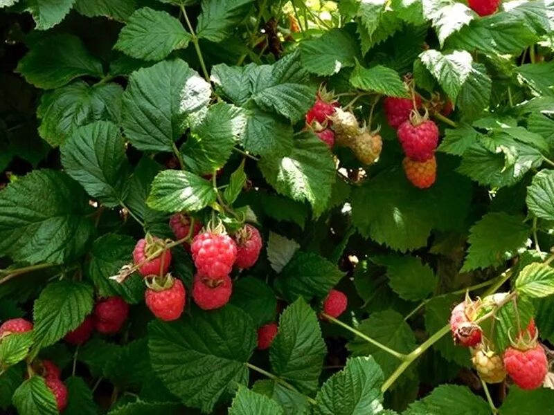 Малина Руби Бьюти. Малина Карликовые сорта Руби Бьюти. Малина BONBONBERRY yummy. Малина патио Ruby Beauty. Руби бьюти