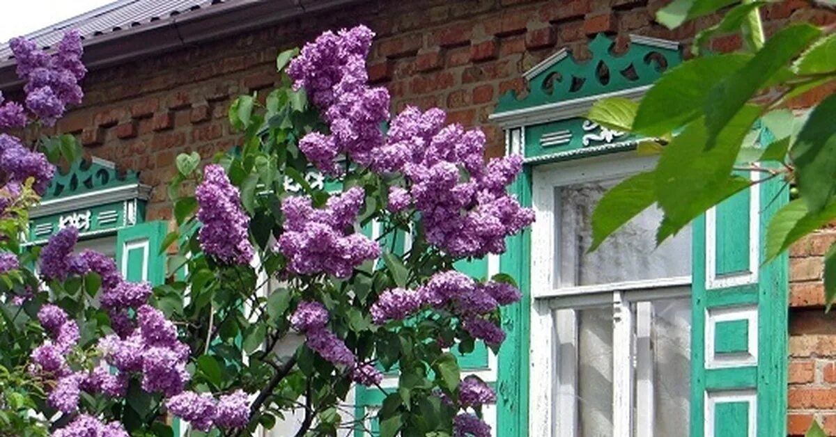 Пышный куст сирени. Таруса сирень. Сирень у дома. Сирень под окном.