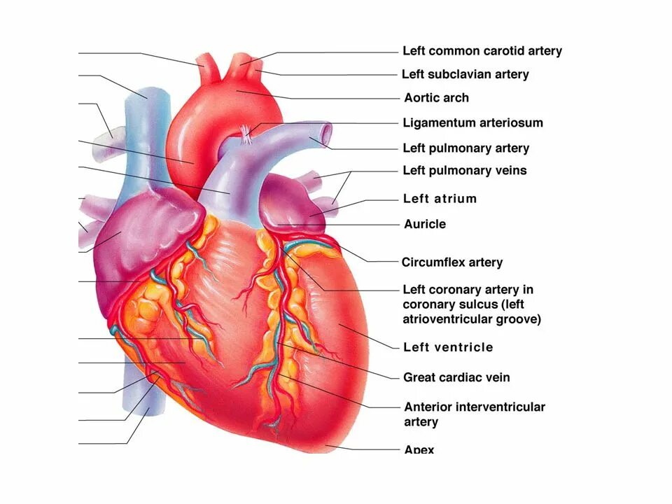 Cardiovascular system. Сердце анатомия. Человеческое сердце анатомия. Сердца анатомия сердца. Сердце человека анатомия настоящее.