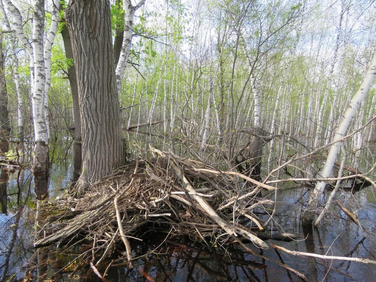 бобровьи хатки на болот. затопила бобровую хатку. хатка бобра. хатка ондатры. хатка бобра.