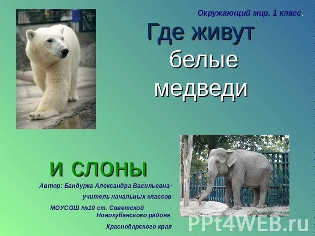 Где живет белый медведь 2 класс. Где живет белый медведь 2 класс. Где живут белые медведи учебник 1 класс. Картинки где живут белые медведи. Белый медведь самый крупный хищник его длина достигает.