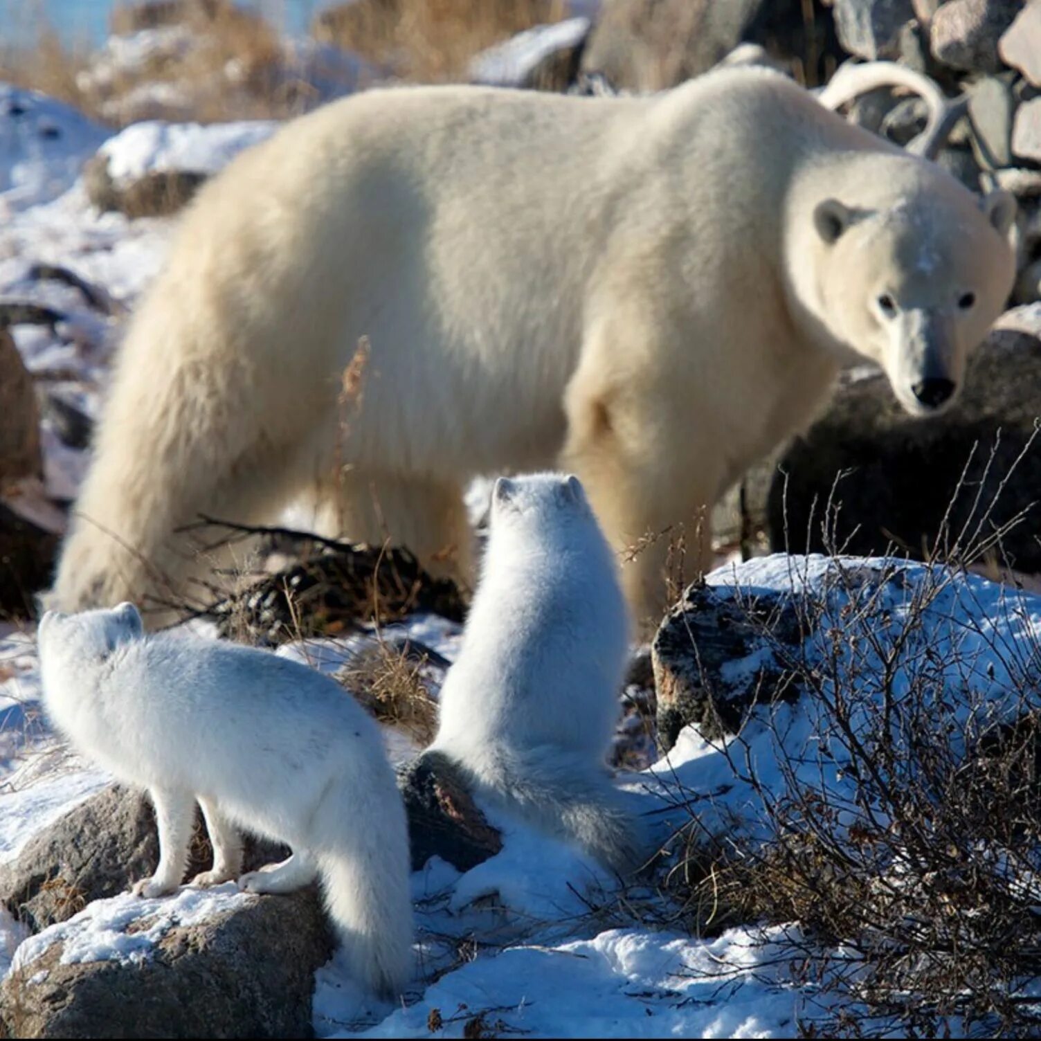 Какой зоне водятся белые медведи песцы лемминги. Песец арктических пустынь. Песец в Арктике. Песец и белый медведь. Песец и белый медведь нахлебничество.