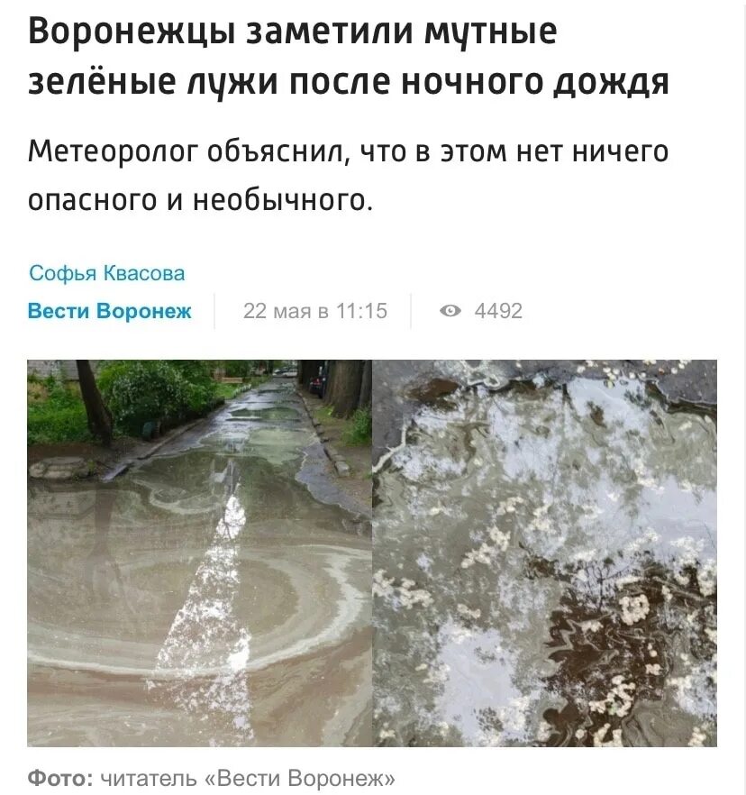 После дождя у школьного крыльца образовалась лужа. Зеленая лужа. белые осадки. конец мая дождь. зелёные лужи после дождя.
