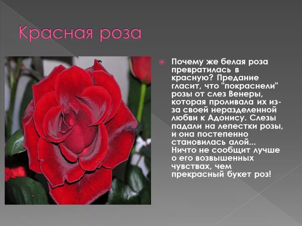 Как описать розу. Описание цветка розы. Розы для презентации. Доклад о Розе.