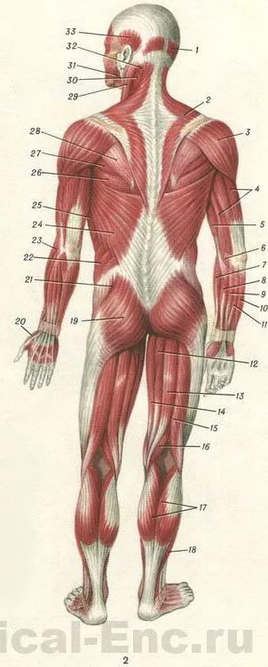 Связки тела. Мышцы связки сухожилия человека. Сухожилия анатомия схема на теле человека.
