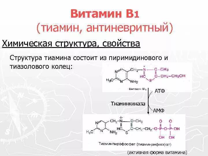 Активная форма кофермента витамина в1. Витамин b1 структура. Биохимические функции витамина в1. Метаболически активная форма витамина в1. Витамин в 1 функции
