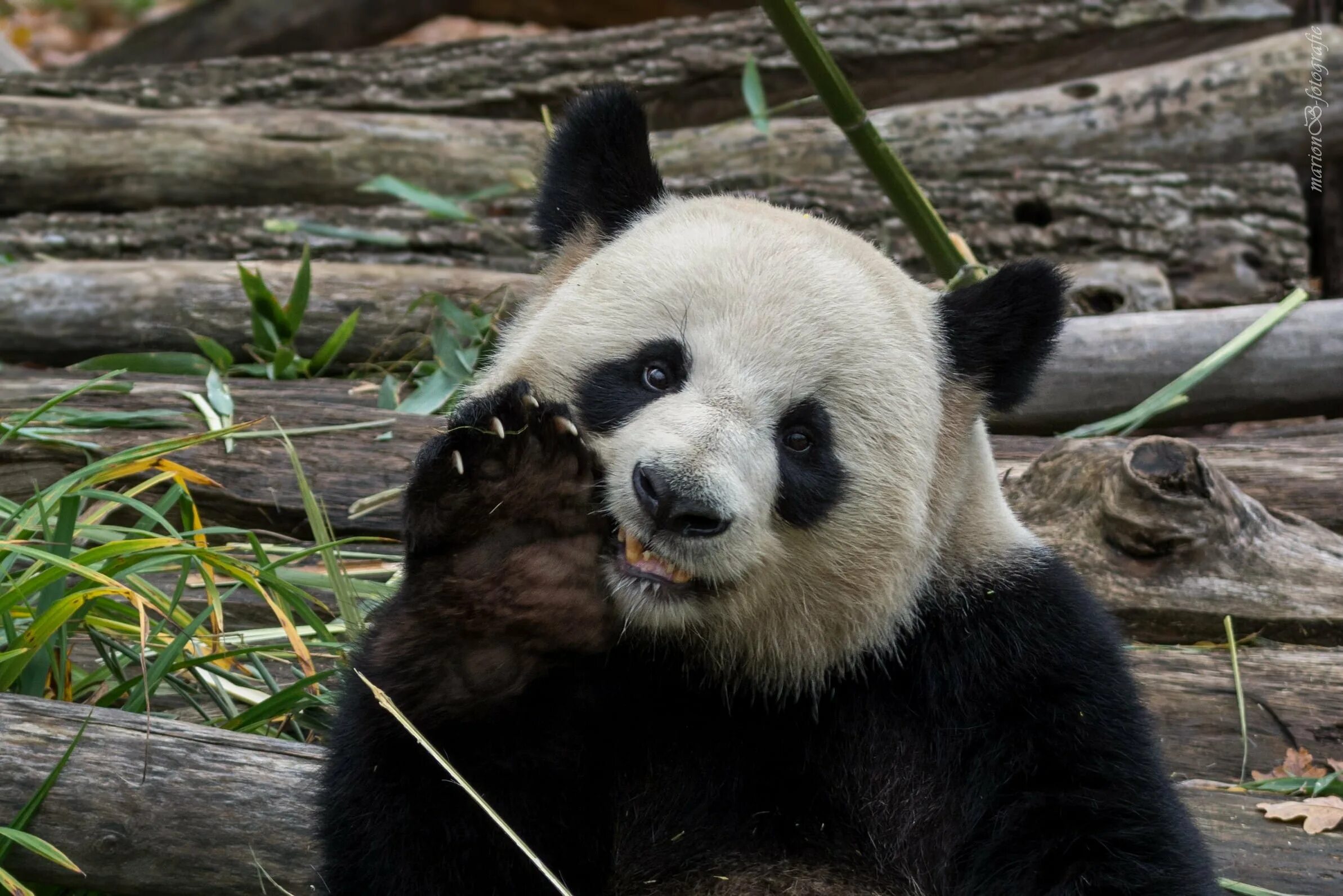 Гигантская панда. Black panda. Панда на рабочий стол. Обои на рабочий стол панда. Black panda.