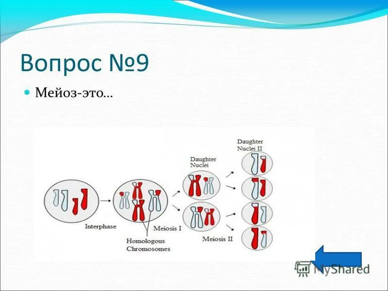 кроссинговер в митозе. фазы деления клетки митоз таблица. кроссинговер характерен для митоза. конъюгация и кроссинговер. образование четырёх гаплоидных клеток.