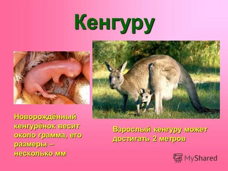 Новорожденные кингуры. Кенгуру рожает кенгуренка. Сумчатый древесный кенгуру. Кенгуру с детенышем. Новорожденный ребенок кенгуру.
