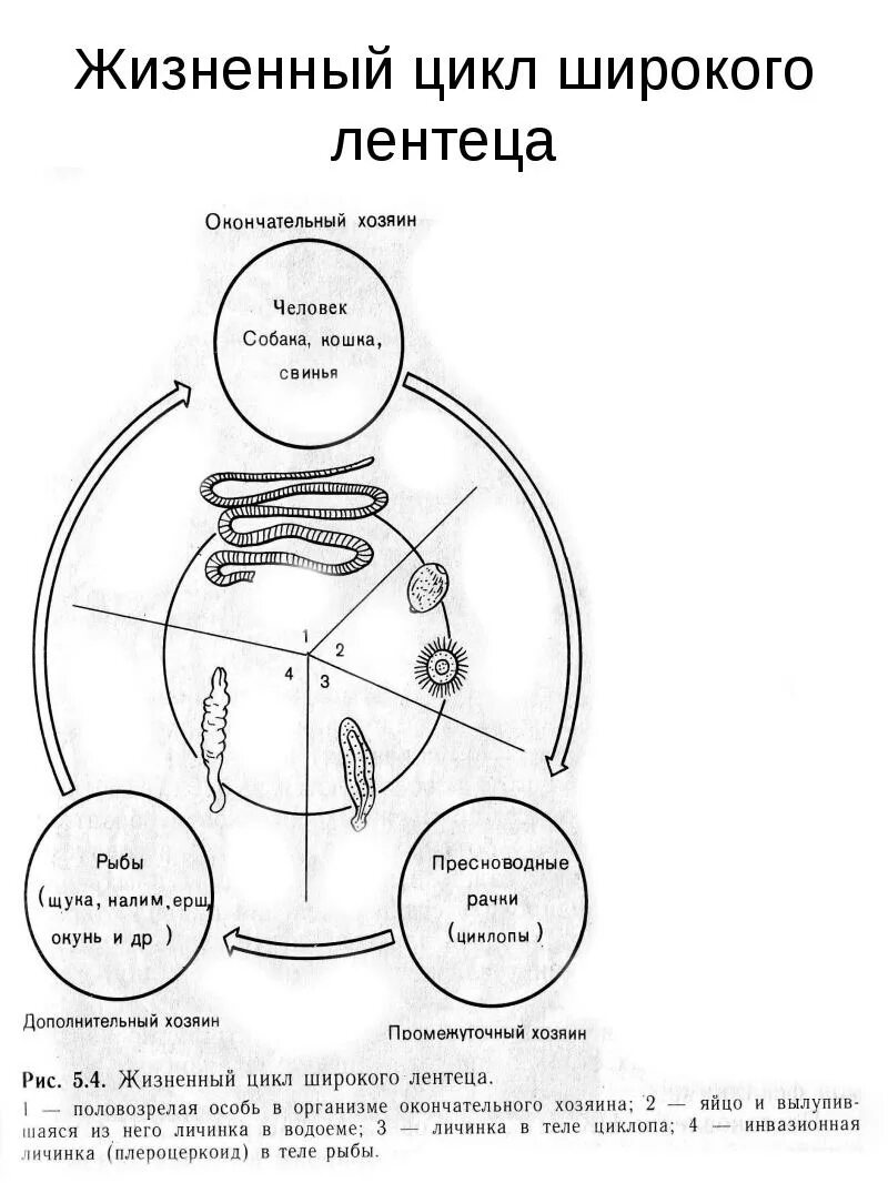 Жизненный цикл широкого лентеца схема. Цикл развития широкого лентеца схема. Жизненный цикл широкого лентеца схема с подписями. Жизненный цикл лентеца схема.