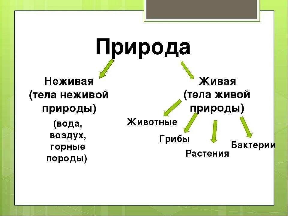 Включи неживая жизнь. Отличия живой и неживой природы. Тела неживой природы. Дивая и не Дивая природа. Тела живой природы.