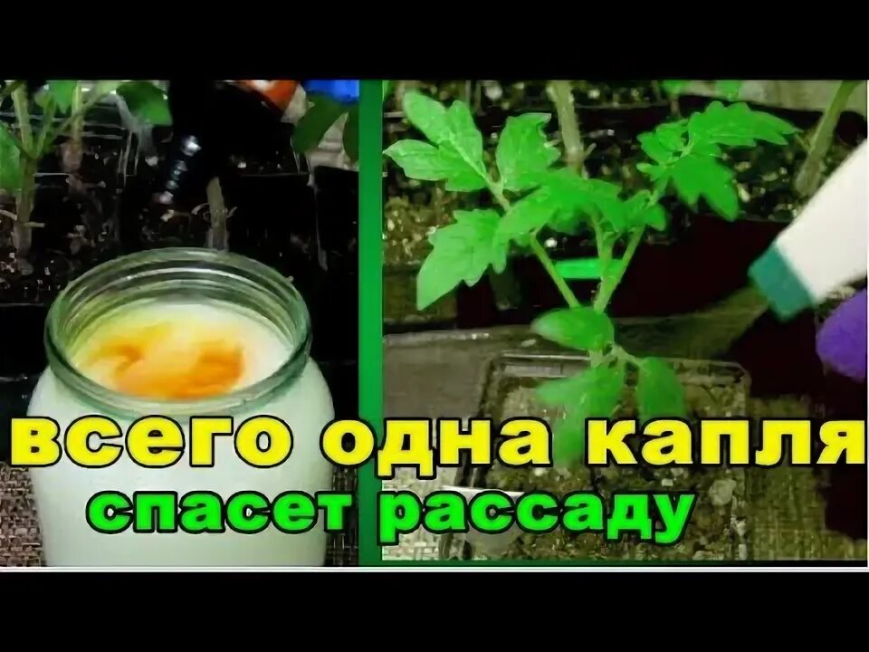 Капля йода на литр воды. Подкармливание рассады томатов йодом. Рассада томатов подкормка йодом. Удобрение с йодом для помидор. Рассада томатов полить молоком.