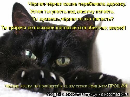 Стих про черного кота. Стих про черную кошку. Стишки про черного кота. Стихи о черном коте. Черный кот стихи