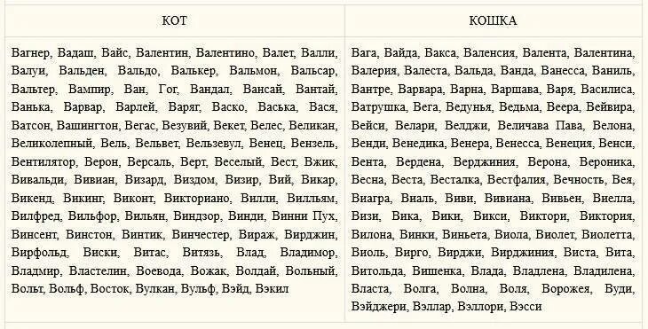 Клички для котов. Кошачьи имена для девочек. Именч для кошакдевочик. Кличка для котенка девочки.