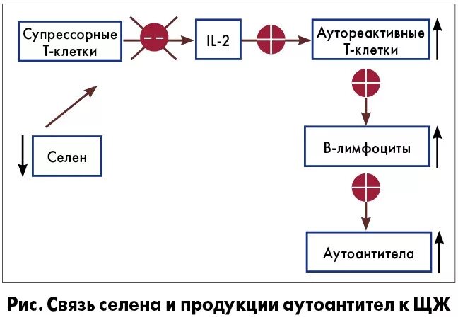 Селен связь. Селен биохимия. Селен в обмене веществ.