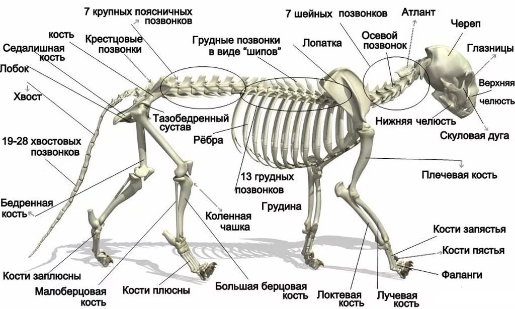 Грудной отдел скелета млекопитающих. Скелет кота строение. Скелет кошки анатомия ребра. Скелет лапы кошки строение. Строение скелета кошки Грудина.