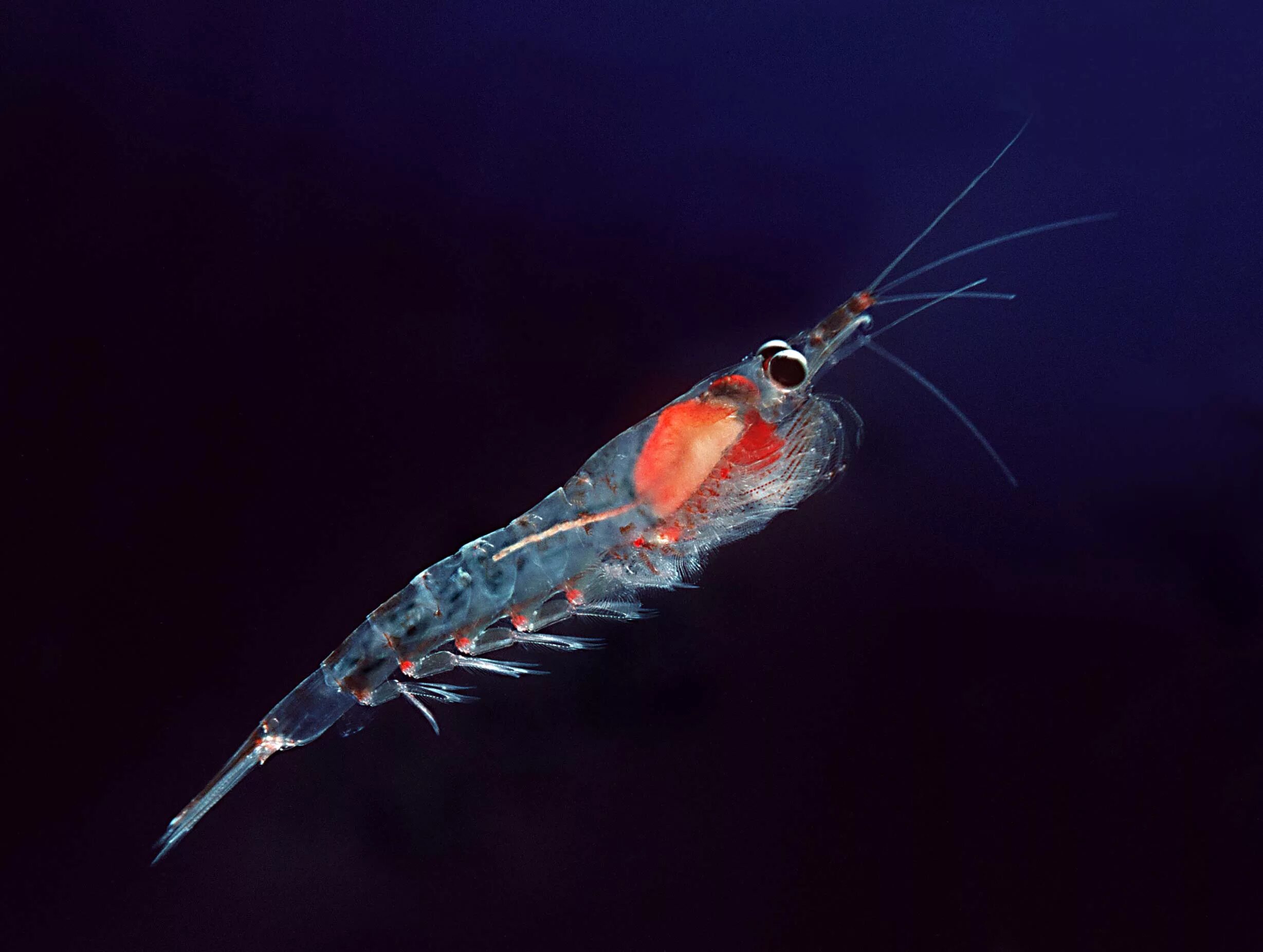 Морской фитопланктон. Криль зоопланктон. Антарктическая креветка криль. Криль ракообразные. Арктический криль.