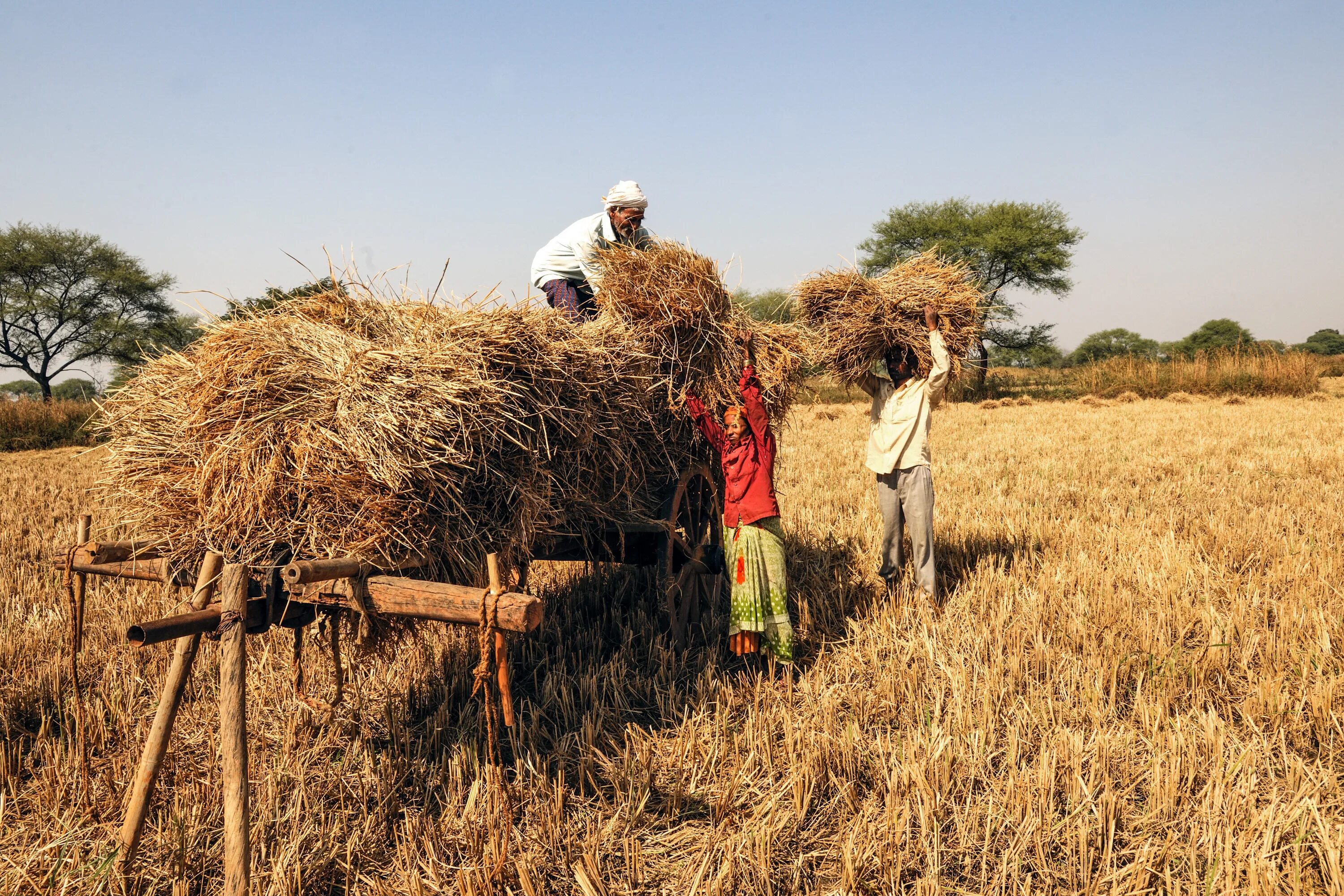 In northern india they harvest their wheat. Сельское хозяйство Индии Индии. Земледелие в Индии. Растениеводство в Индии. Традиционное сельское хозяйство.