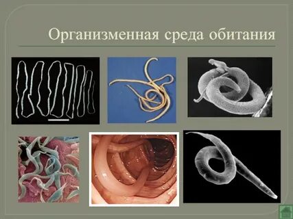 Особенности организменной среды жизни