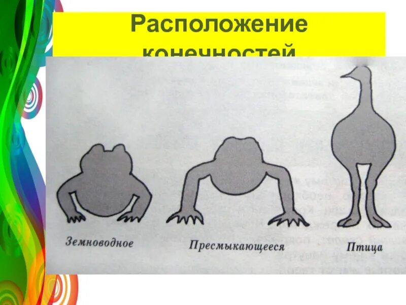 Расположение конечностей у млекопитающих. Расположение конечностей у пресмыкающихся. Расположение конечностей у рептилий. Расположение ног у рептилий. Расположение конечностей у пресмыкающихся и млекопитающих.