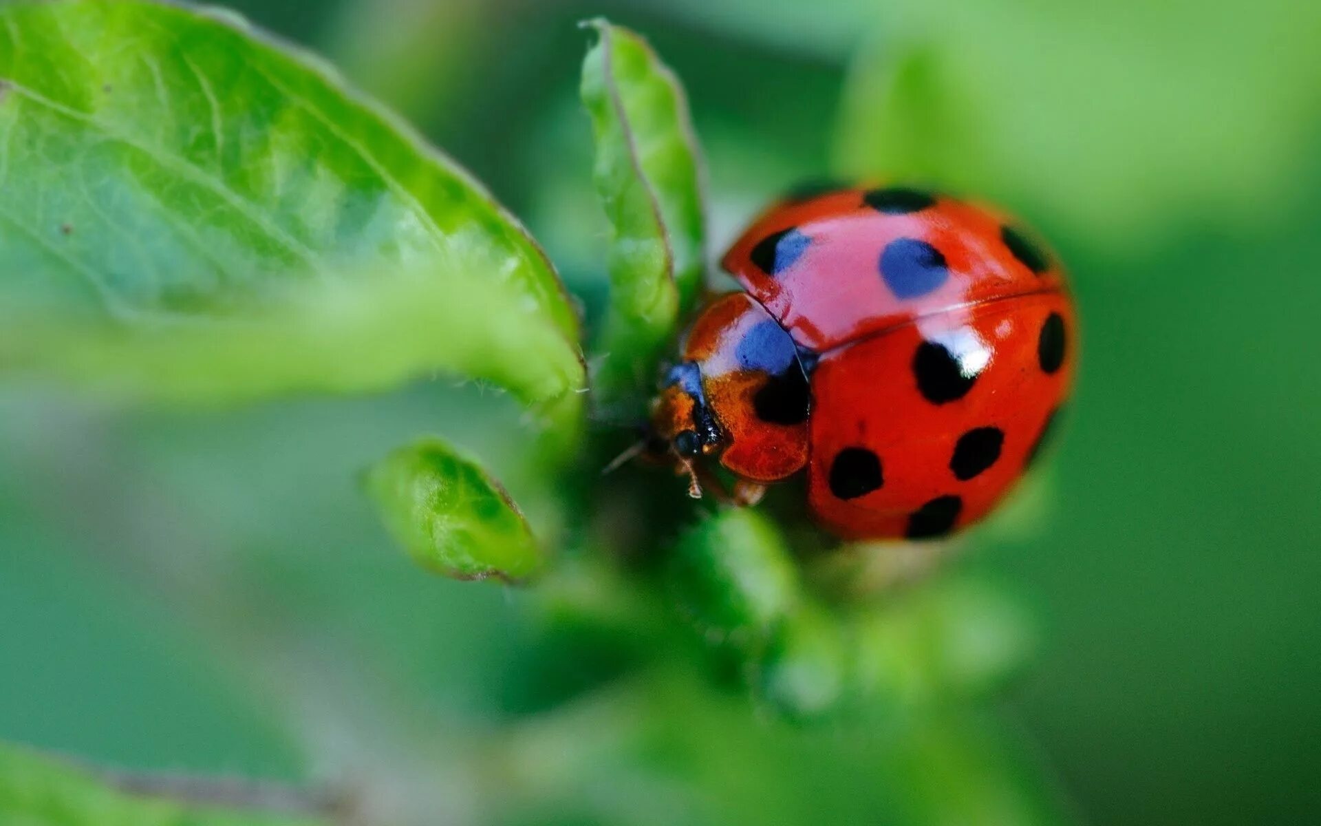 Интересные божьи коровки. Жесткокрылые Божья коровка. Ladybird Божья коровка. Красная Семиточечная Божья коровка. Заставка на рабочий стол Божья коровка.