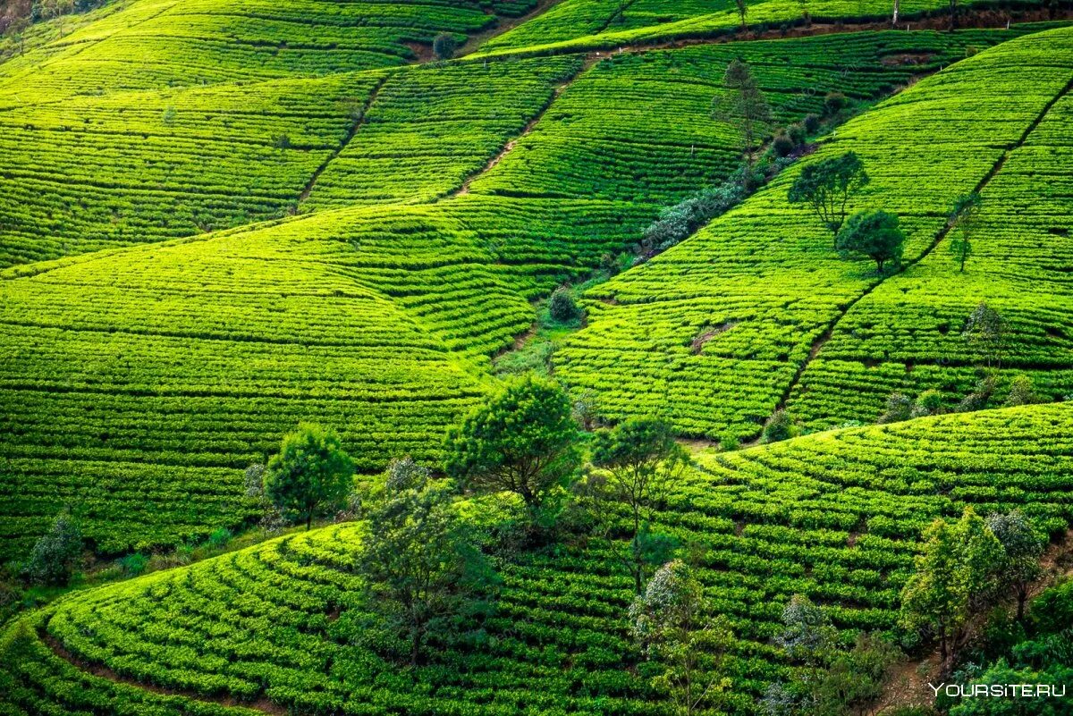 Виды плантаций. Шри Ланка чайные плантации. Шри Ланка плантации чая. Нувара Элия Шри Ланка. Чайные плантации Нувара Элия.