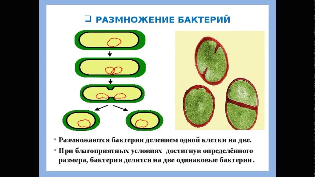 Размножение бактерий примеры. Размножение бактерий схема. Бинарное деление бактерий схема. Размножение бактерий почкованием схема. Деление бактерий размножение.