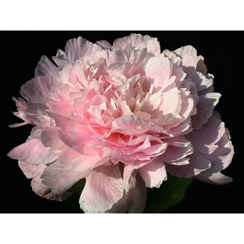 Лизиантус алиса вайт. Эустома алиса вайт. Петунии дуо f1. Бальзамин appleblossom. Эустома рози f1.