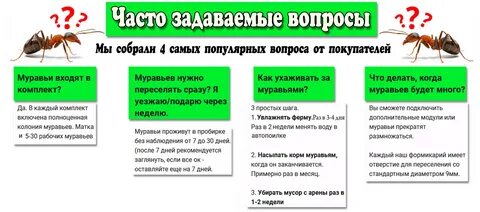 Муравей каждый день