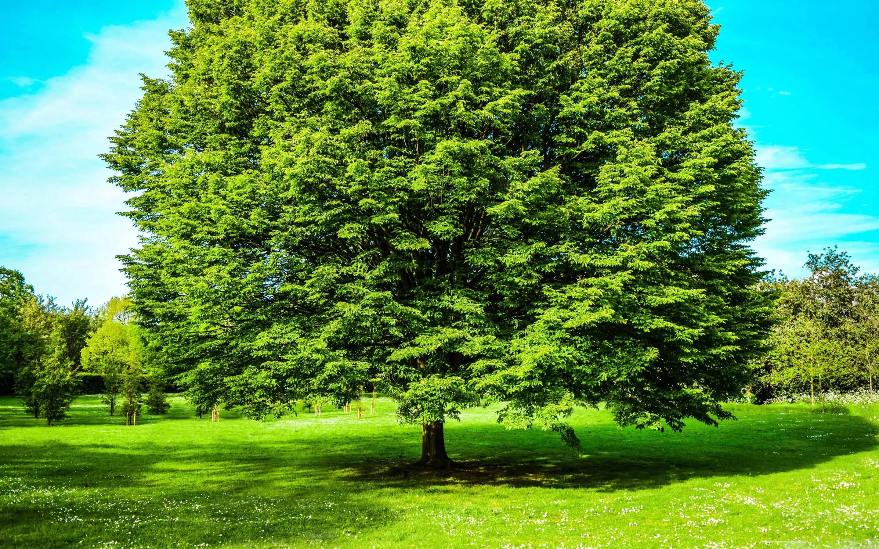 Tree to tree