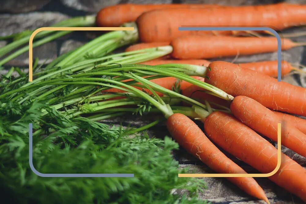 Carrot vegetable. Морковь. Овощи морковь. Сырая морковь. Морковь фото.