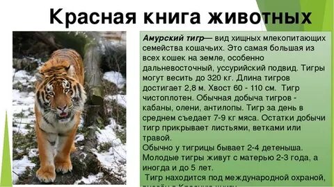 Виды тигров в красной книге
