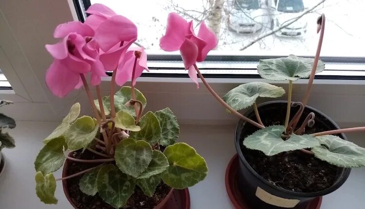 Цикламен розмари. Цикламен в период покоя. Цикламен стерлинг. Цикламен персидский отцвел. Цикламен цветение.