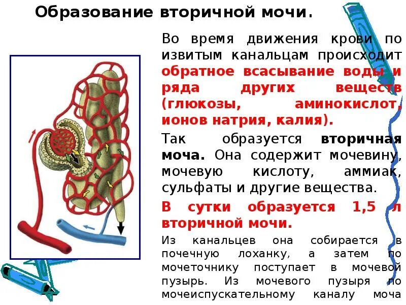 Образование вторичной мочи. Образование первичной и вторичной мочи. Вторичная моча образуется в. Образование вторичной мочи происходит в.