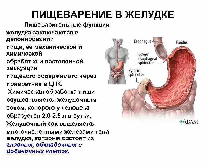 Функции желудка в пищеварительной системе. Строение желудка и функции желудка. Строение желудка пищеварение в желудке. Функции желудка - (пищеварительная, эндокринная, депонированная)..