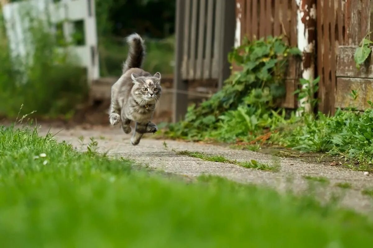 Домой летом не придет. Кот бежит. Кошка бегает. Котенок убегает. Кот смешно бежит.