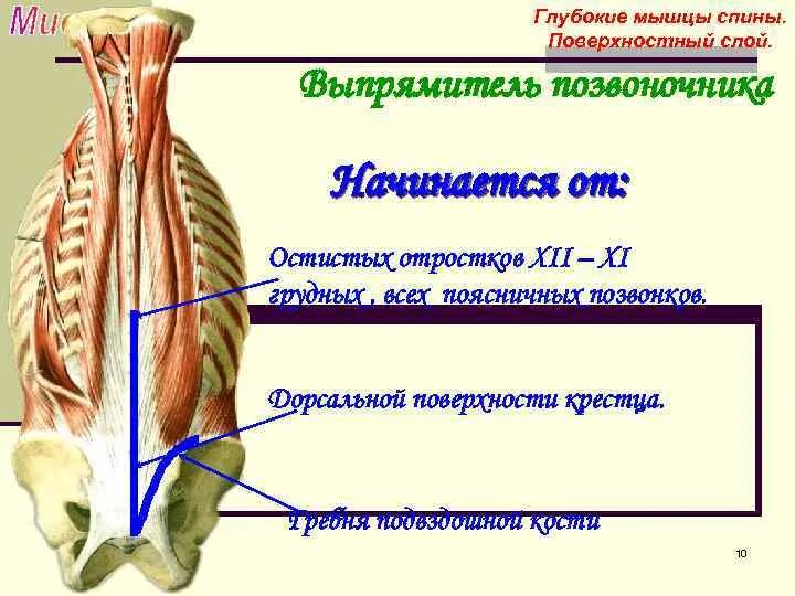 Глубокие спинные. Глубокие мышцы спины. Мышцы спины поверхностные и глубокие. Мышца выпрямитель позвоночника. Глубокие мышцы позвоночника.