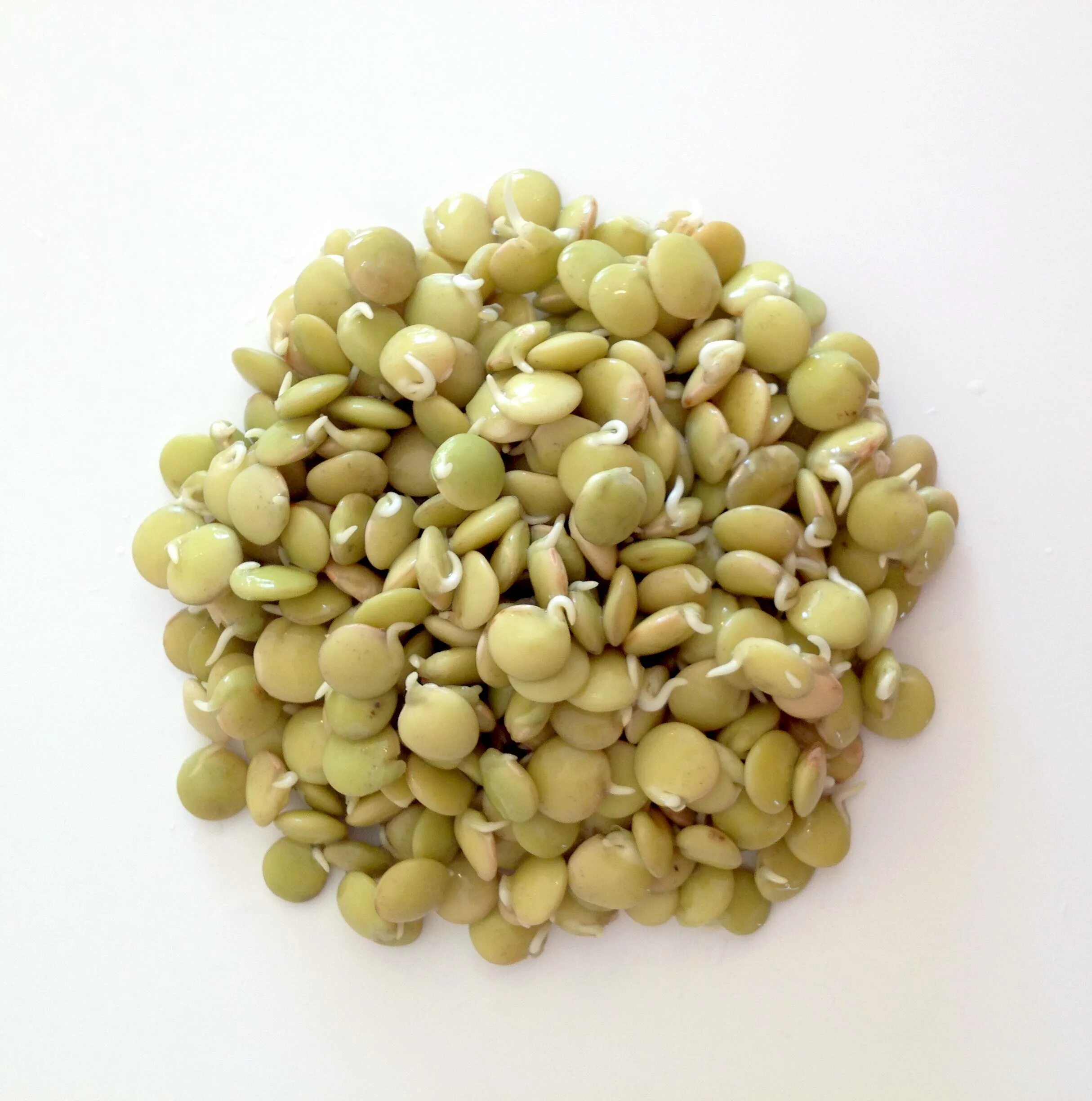 Пророщенная чечевица. Проростки чечевицы красной. Проростки чечевицы. Чечевицу можно проращивать. Чечевица и пророщенная пшеница.