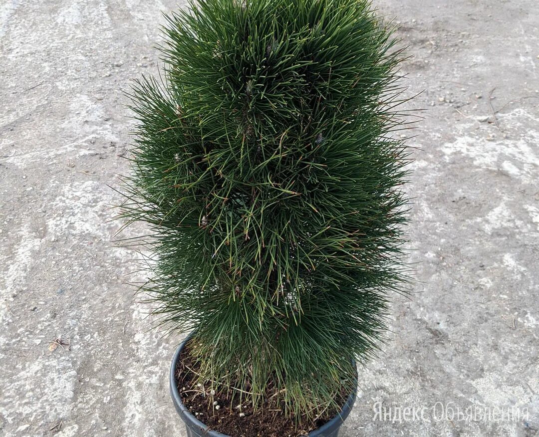 Pinus nigra 'Green Tower' (Austrian Pine) is a sturdy evergreen conifer of colum
