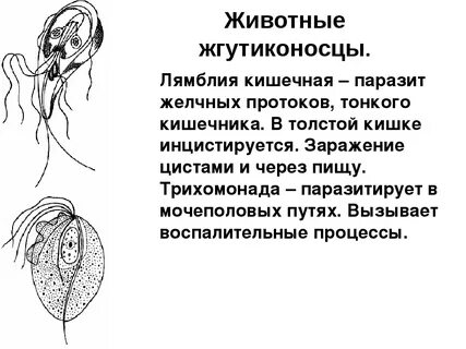 Трихомонада кишечная