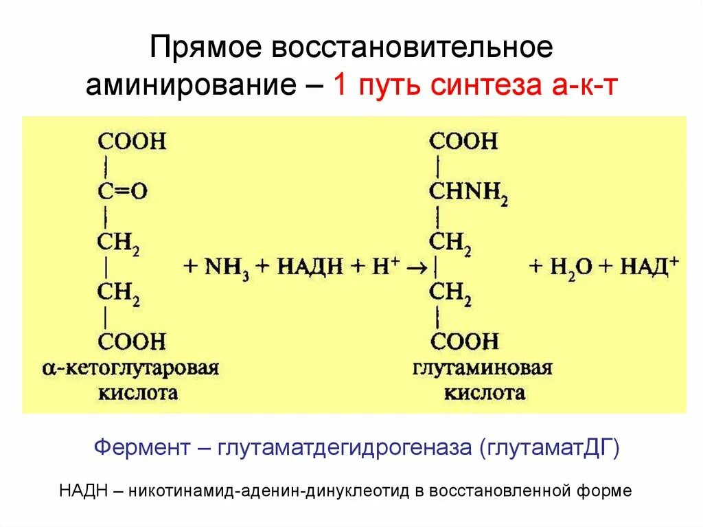 Синтез адрес. Восстановительное аминирование глутаминовой кислоты. Реакция восстановительного аминирования Альфа кетоглутарат. Восстановительное аминирование кетоглутаровой кислоты. Восстановительное аминирование Альфа кетоглутаровой кислоты.