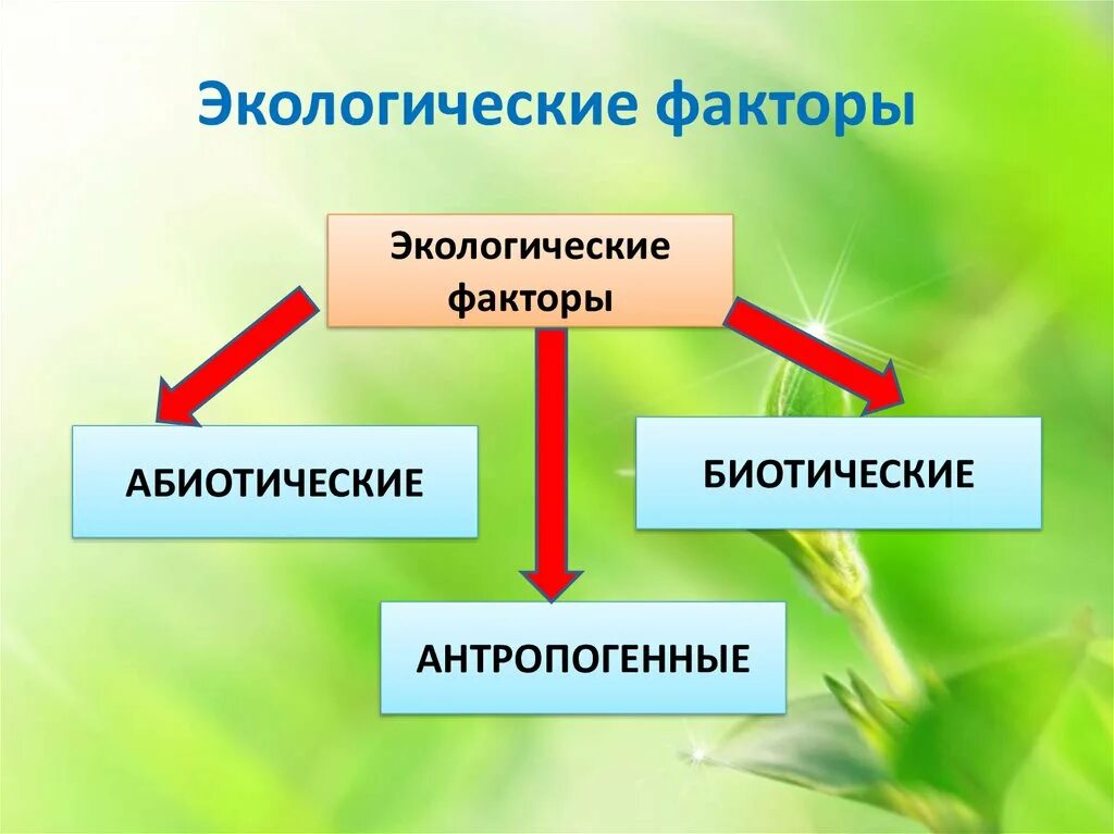 Экологические факторы. Экологические факторы среды. Экологические факторы среды обитания. Среда обитания организмов экологические факторы. Группы экологических факторов 7 класс